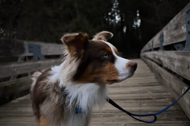 シニア犬が顔だけをかく頻度が増えてきたときに考える感覚異常の兆候