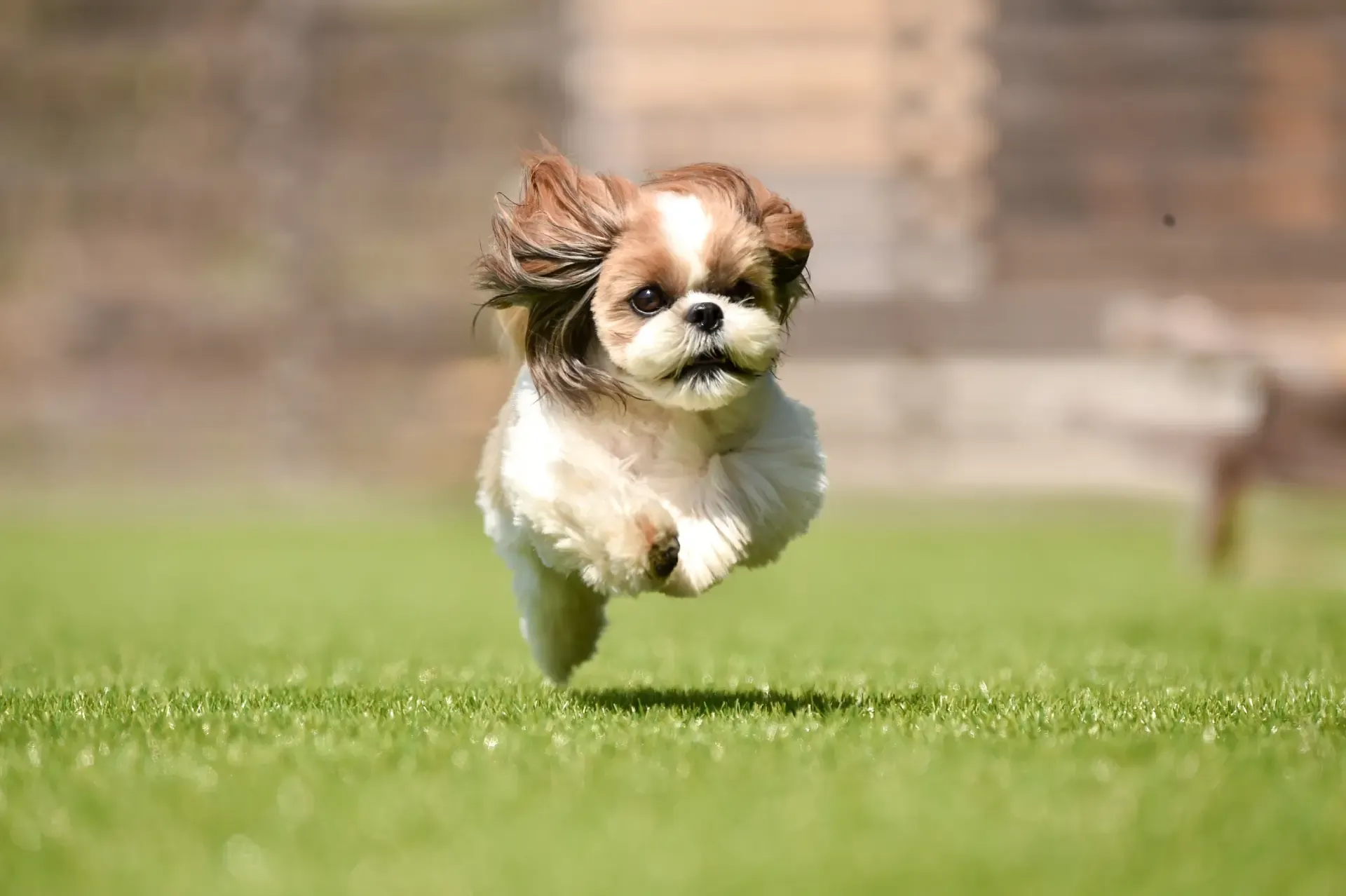 愛犬の鬱を理解し治療する方法