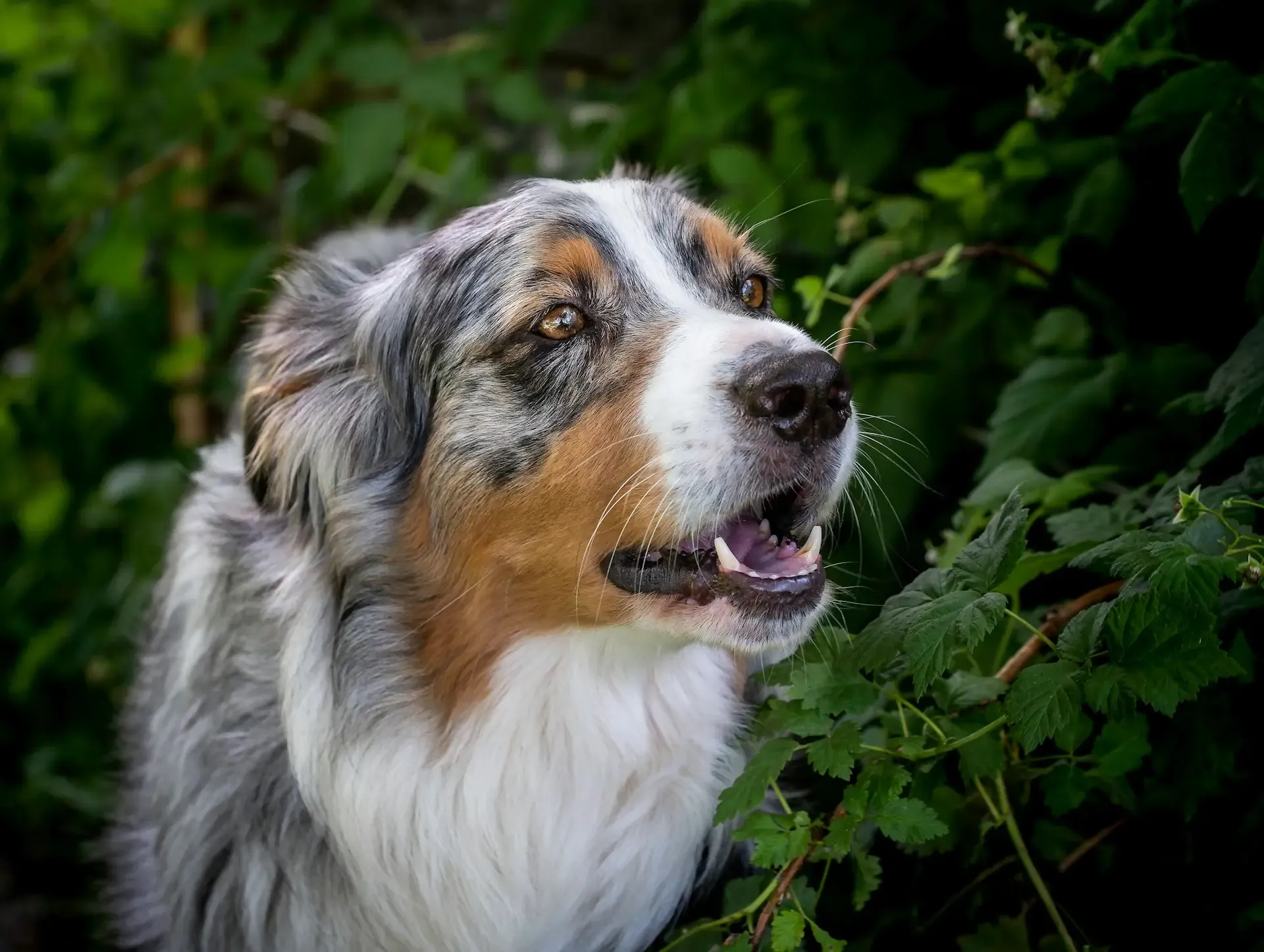 犬の毛が急に抜けた:季節換毛とホルモン異常の見分け方
