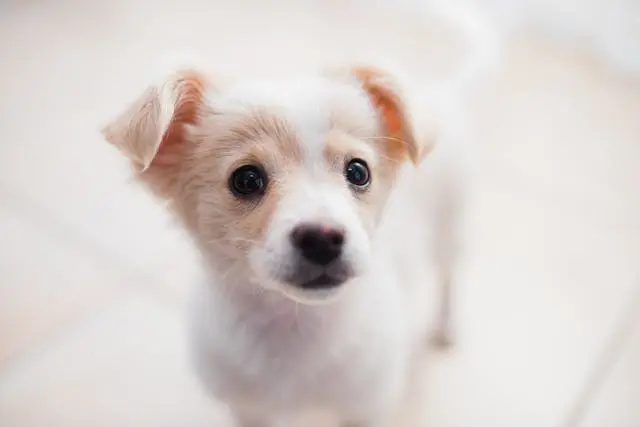 犬が食後に背中を丸めて座り込むようになったときの胃痛サインとは
