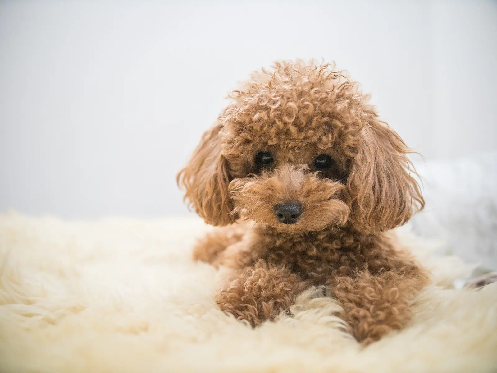 犬が食べた直後に泡を吐くときの誤嚥・逆流との関連