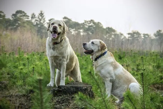 愛犬が寝る前に同じ場所を何度も回る理由と落ち着かせ方