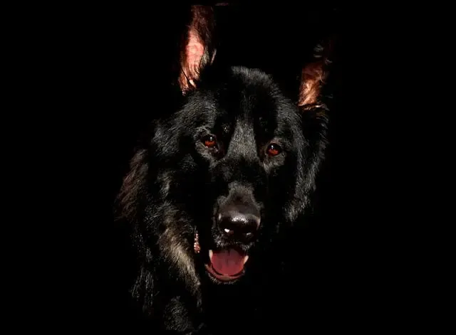 犬の心臓病の初期症状と予防ケア