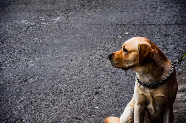 犬が背中や胴を床に擦りつける:痒み・寄生虫・行動の切り分け