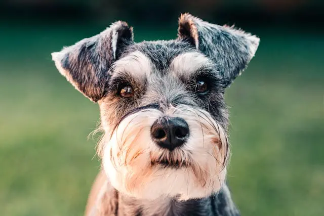 犬が深夜にクッションを掘り続けるようになったときの不安サイン