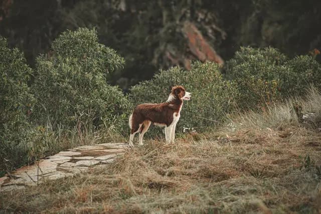 犬が夜中に家具を掘るようになったときの落ち着かせる方法