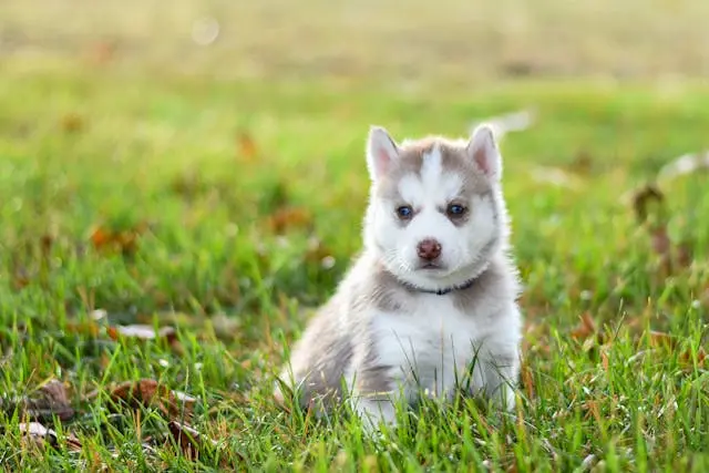愛犬が室内で縄張り意識を見せるようになったときのルール見直し