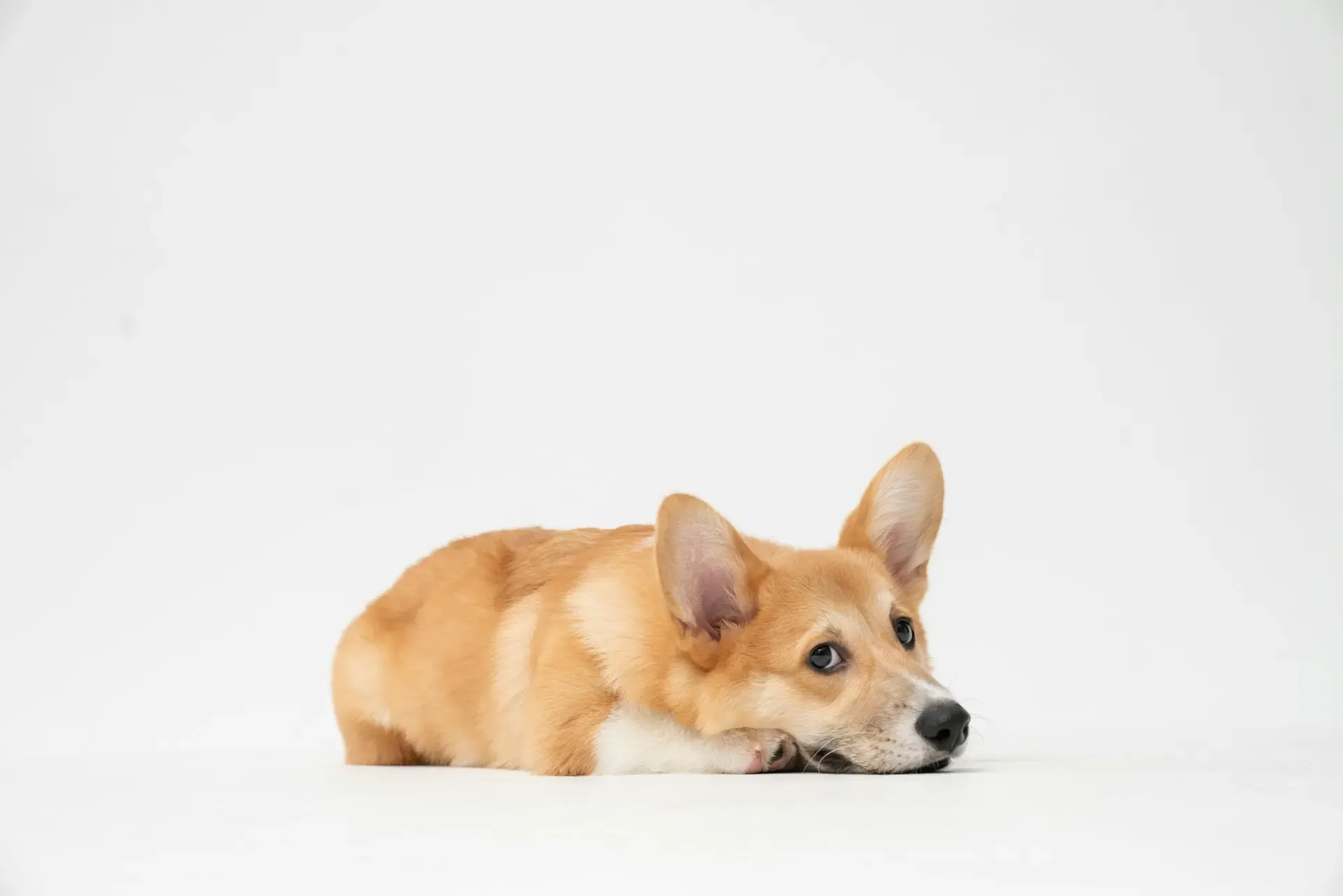 犬のうんちが細い・リボン状になったときに見ておきたい観察ポイントと受診の目安