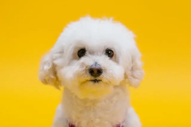 犬がごはんの後だけ口を気にするようになったら歯の異常を疑うべき?