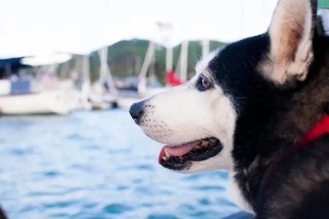シニア犬が夜中にベッドを移動し続けるようになったら疑うべき原因