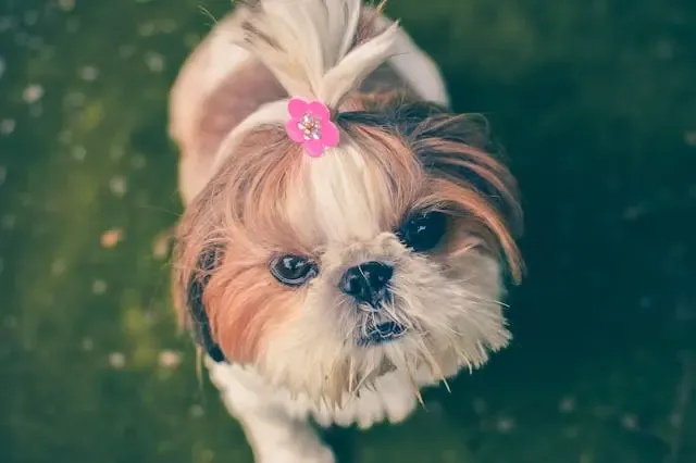 愛犬がトイレの前でウロウロして決められない時の心理
