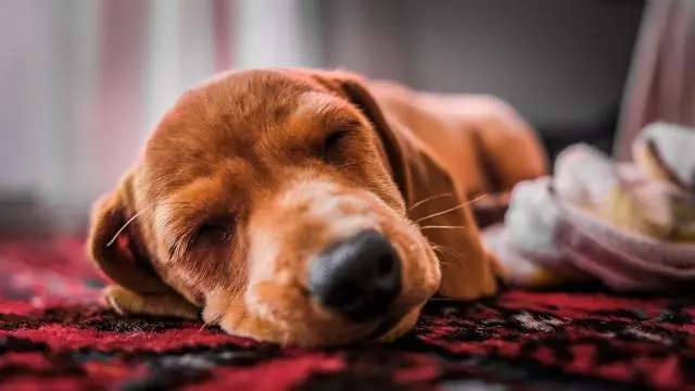 犬が家の外に出たがらないときの自信回復トレーニング