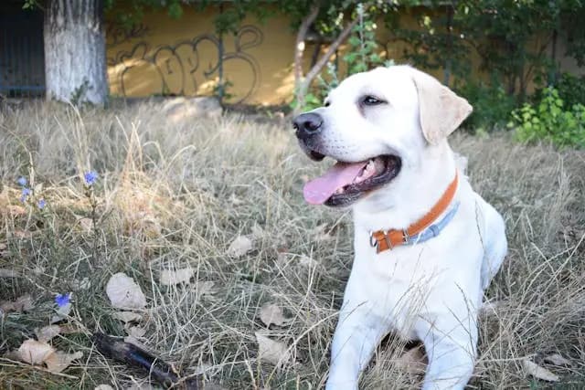 愛犬が人間の食事中にだけ興奮する行動をコントロールする方法