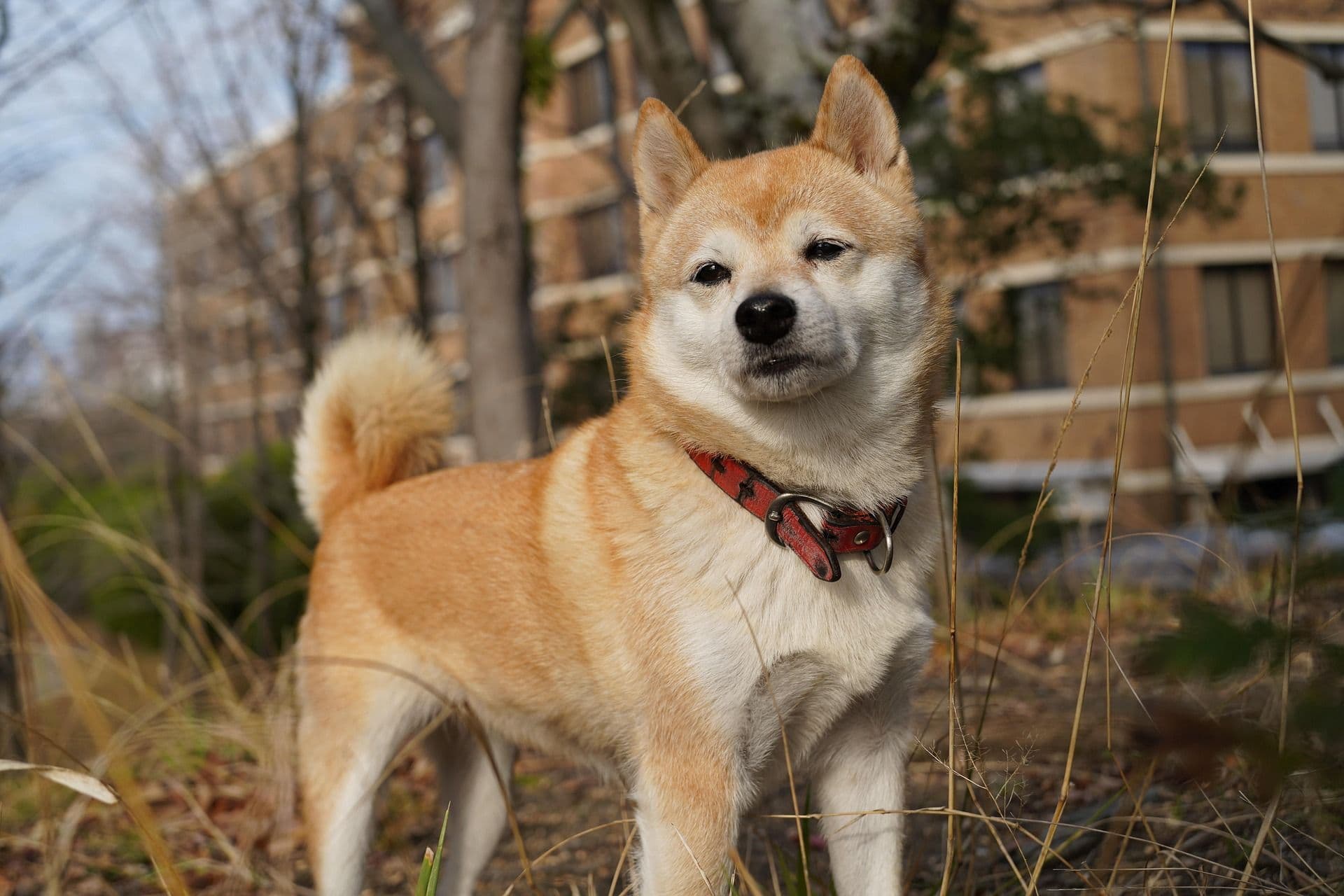 東京 愛犬 皮膚炎 原因と治療法ガイド(2025年版)