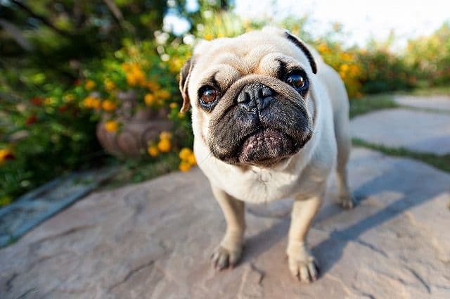 【パグ】愛犬の呼吸ケアと夏バテ防止グッズ