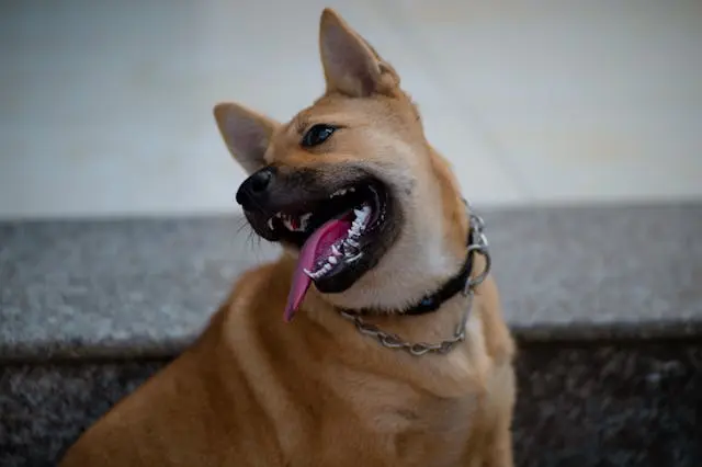 愛犬が抱っこされると耳を後ろに引いたまま動かないようになったら