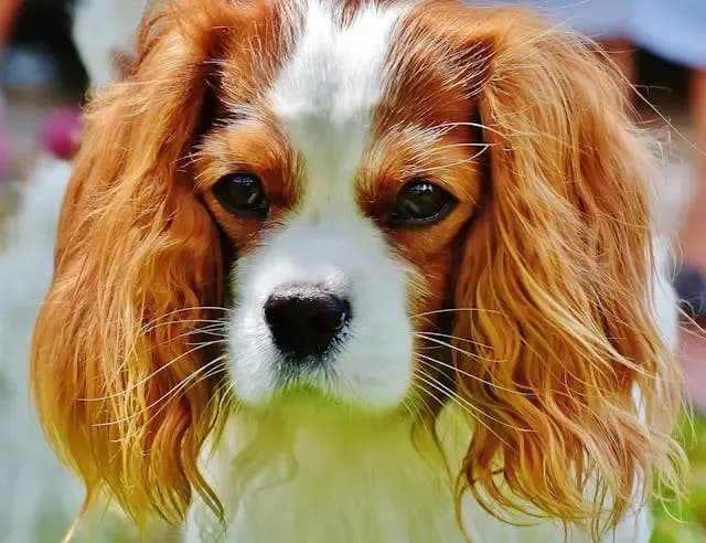 愛犬が同じ位置で反復ジャンプするようになったときの神経異常