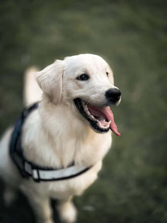 犬が突然、食後に口をモグモグ動かすようになった時の胃内不快感の可能性