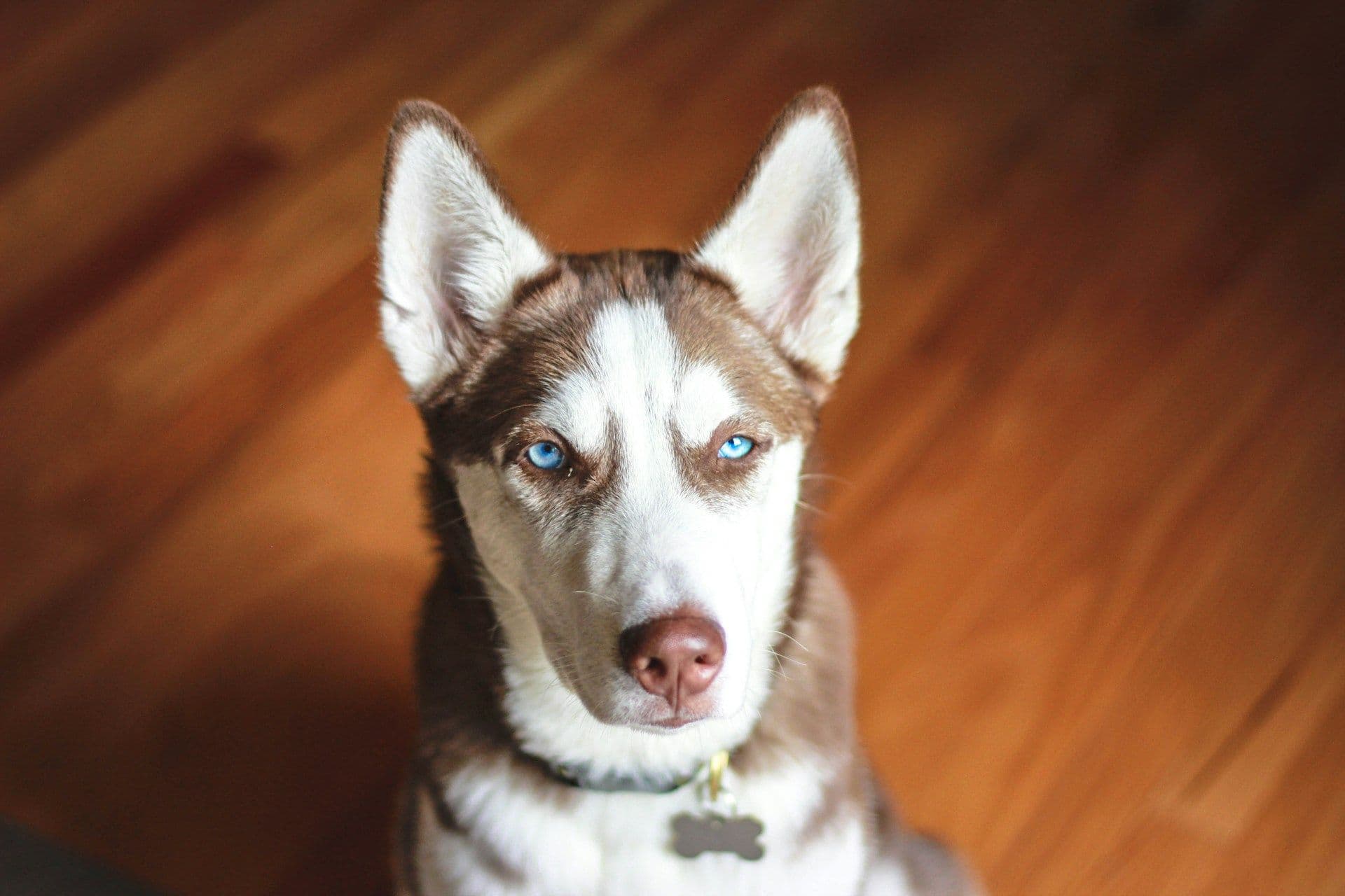 犬が急に吠えるようになった…ストレスと認知症の可能性