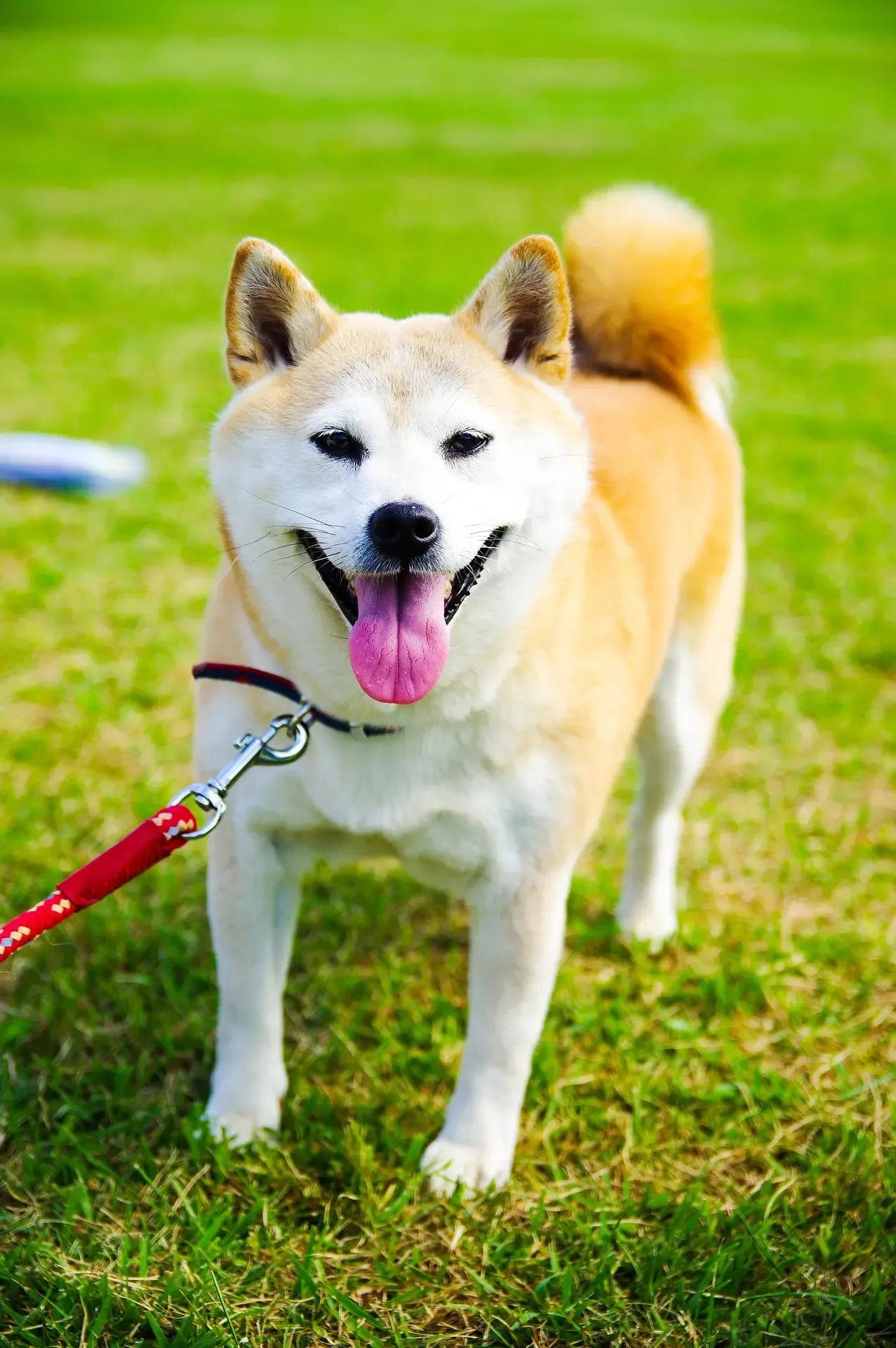 犬の熱中症、その震えは初期症状かも?自宅でできる応急処置と絶対NGな行動