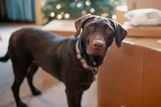 犬が急に「遠くを見つめるような顔」をするようになったら