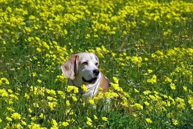 犬の背中がピクピク動く:筋・皮膚・神経の原因と対処