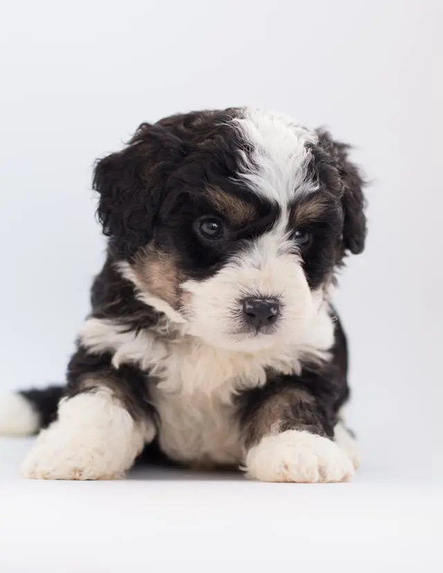 犬の歯ぐきが黒ずんできたときに考えるべき血流と病変