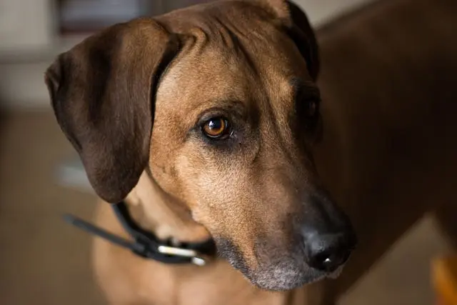 愛犬が自分のベッド以外で寝たがるようになったときの環境改善