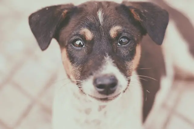 犬が片足だけを浮かせて歩くようになったときの関節ケアの見直し