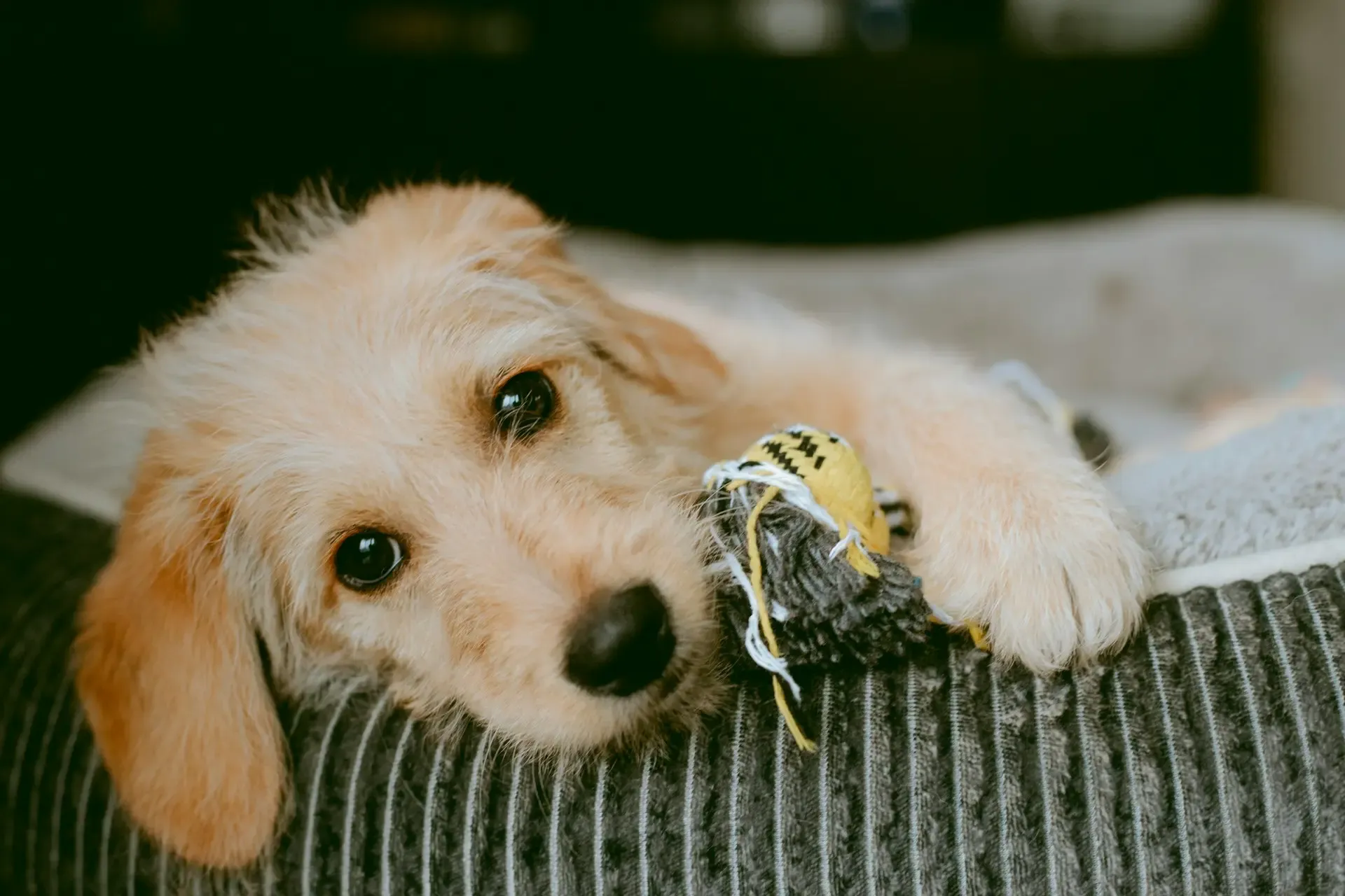 愛犬の行動パターンが急に変わった時の心理・病理的要因