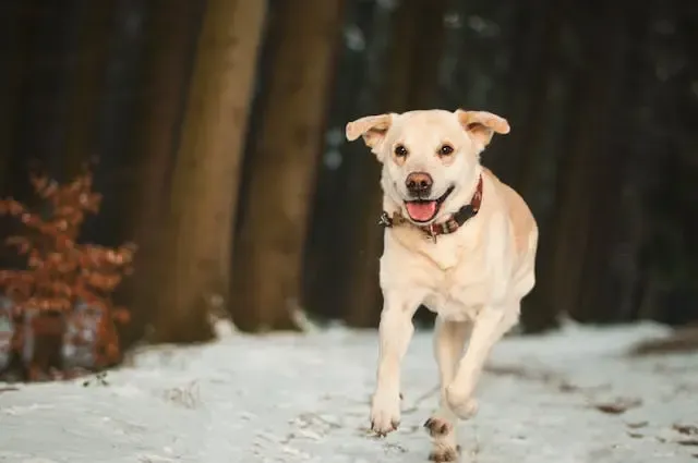 6月に愛犬が足をかゆがるときに考えるべき真菌トラブル