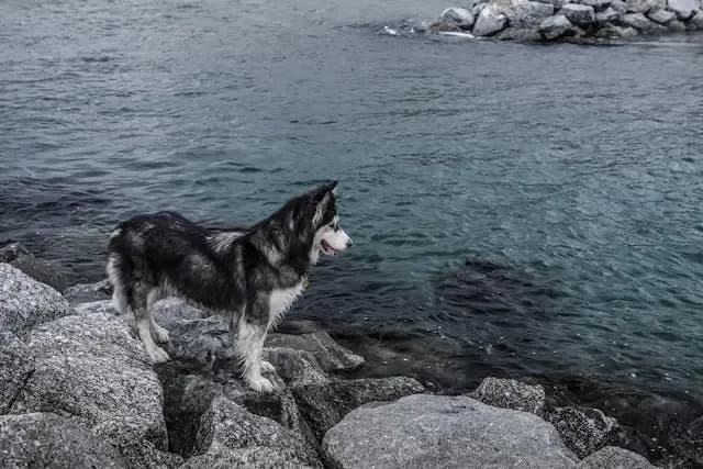 犬の腹部にだけブツブツができる時に見逃されやすい要因