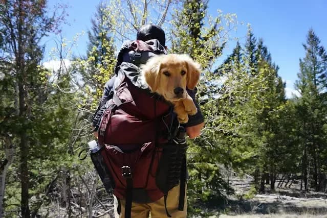 愛犬が6月に「いつもより体がにおう」と感じたときの原因