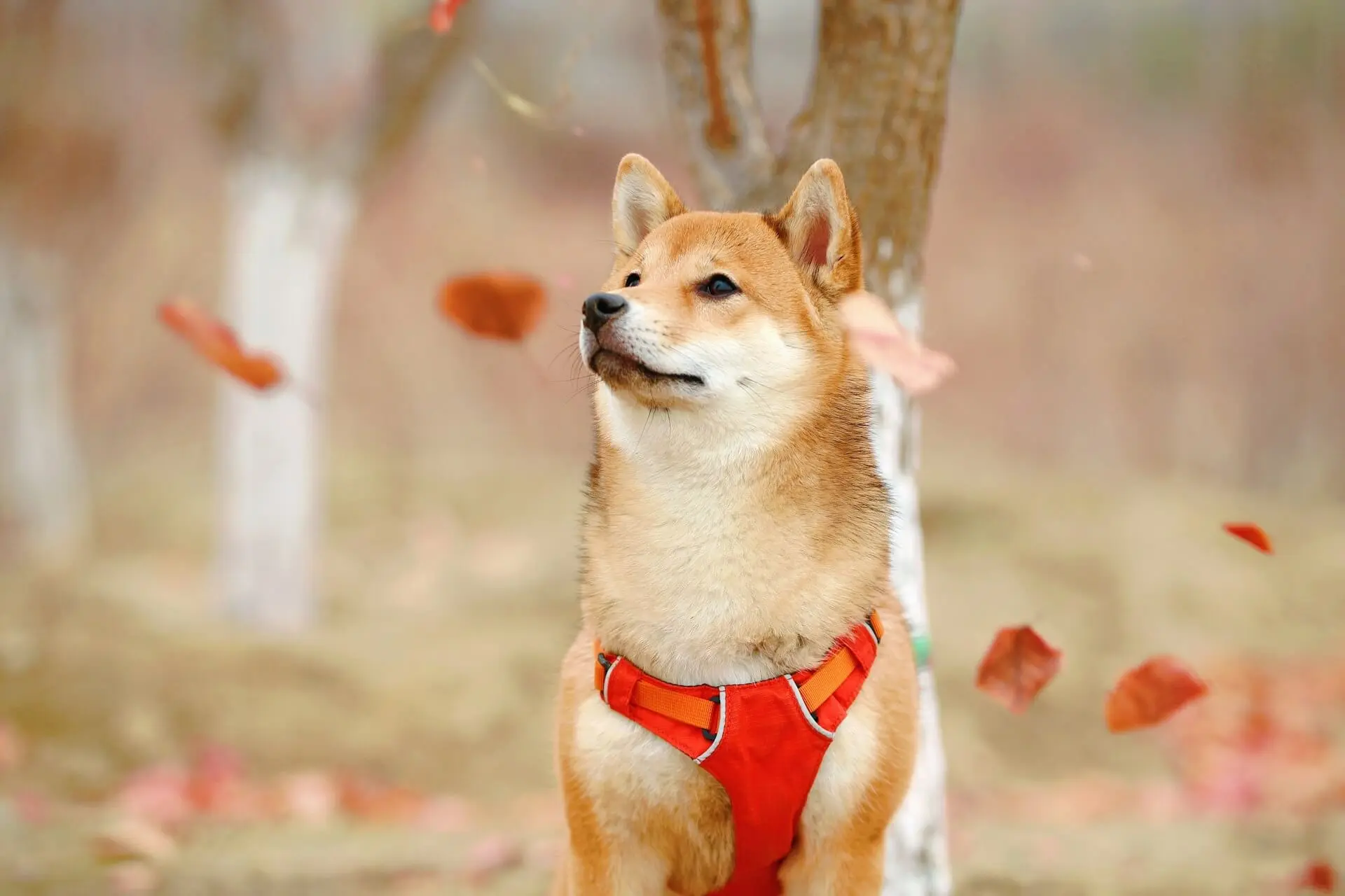 犬のズーミーズ(突然走り回る):起きる理由・止め方・安全対策
