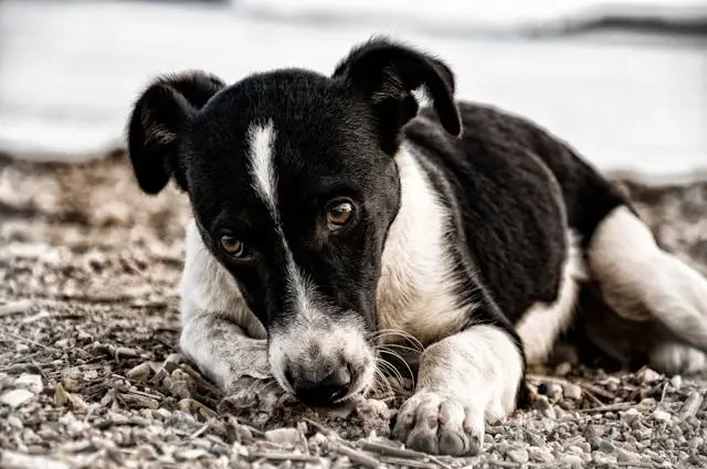 犬がうんち中に震えるようになったときの腸内ガスと便通抵抗の関係