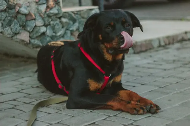 犬が毛をむしる・自咬行動の背景と対処
