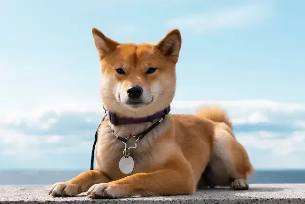 犬が雷や花火を怖がるときの落ち着かせ方と慣らし練習