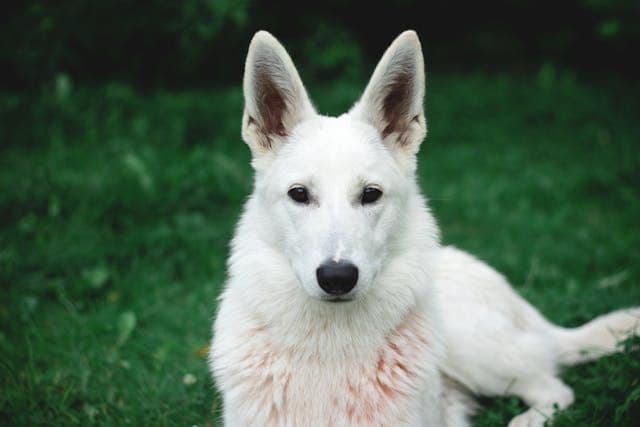 犬の目が白く濁る:白内障・角膜疾患の違いと早期発見