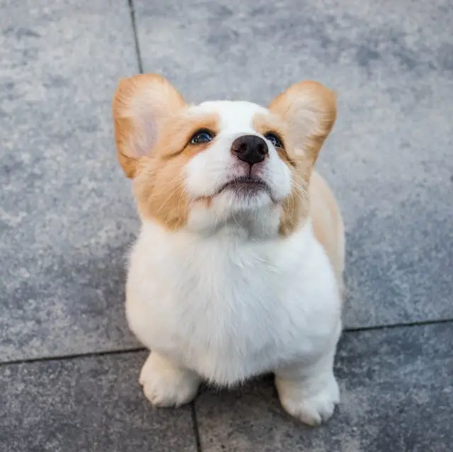 犬が口の中を指で触らせなくなった時のストレス・痛み判別法
