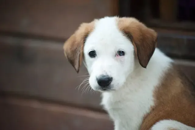 犬の腫瘍・がんの初期サインと検査の受け方