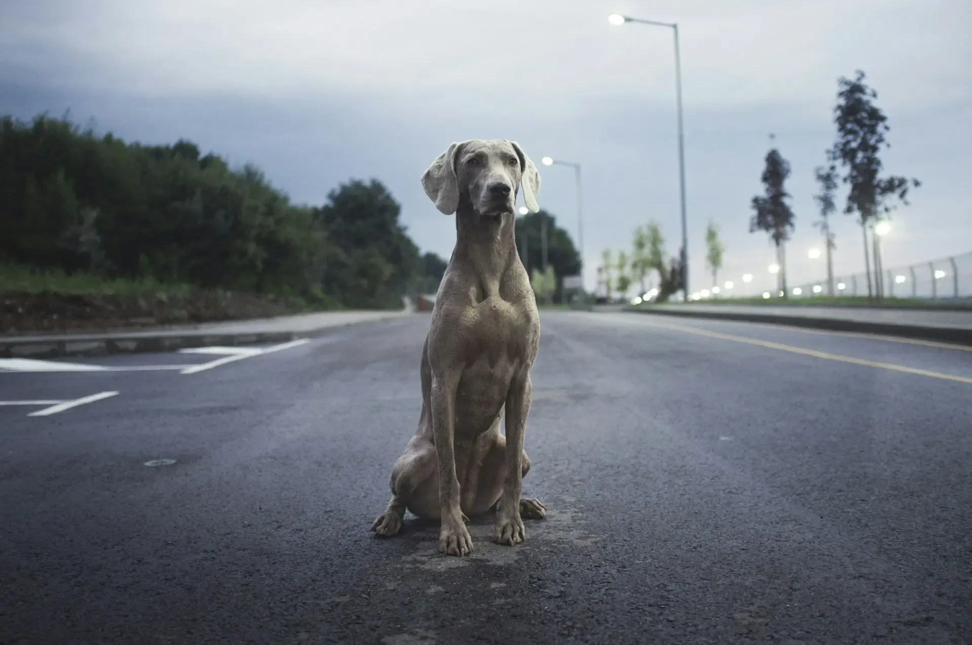子犬が留守番中に鳴き続ける場合どうしたらいいか?