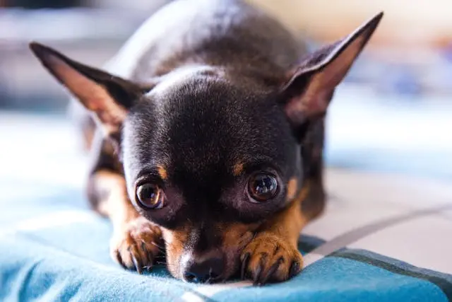 犬が特定の人にだけ唸るようになったときの信頼関係の再構築