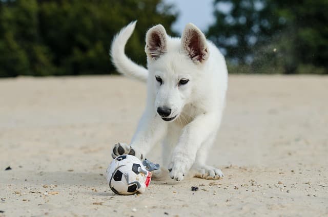 夏の留守番、犬は大丈夫?エアコン設定からペットカメラ活用術まで完全ガイド