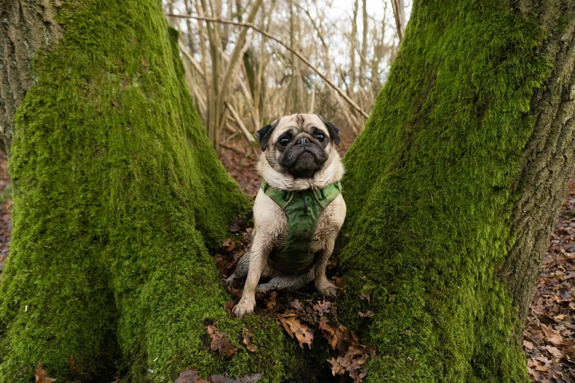 梅雨の時期に悪化す愛犬の膿皮症
