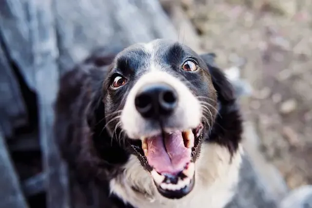 犬が目の前で急にぴたりと止まるときの理由とは?