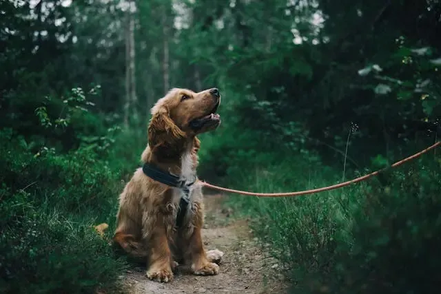 犬の診察がスムーズになる症状動画の撮り方:獣医が見たい要点