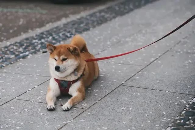 犬が水を飲みすぎる・多飲:腎臓・ホルモンのセルフチェック