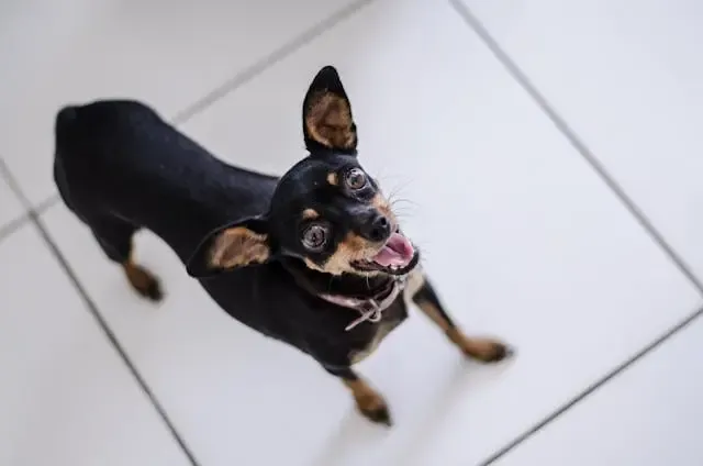 犬が人の顔をじっと見つめる理由とサイン