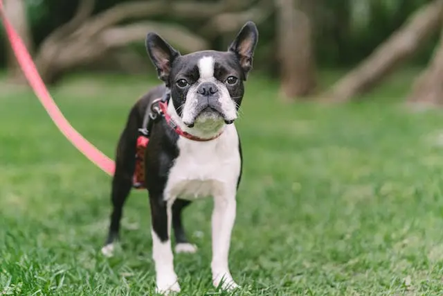 犬がご飯を残す・食べないときにやるべき3つの確認