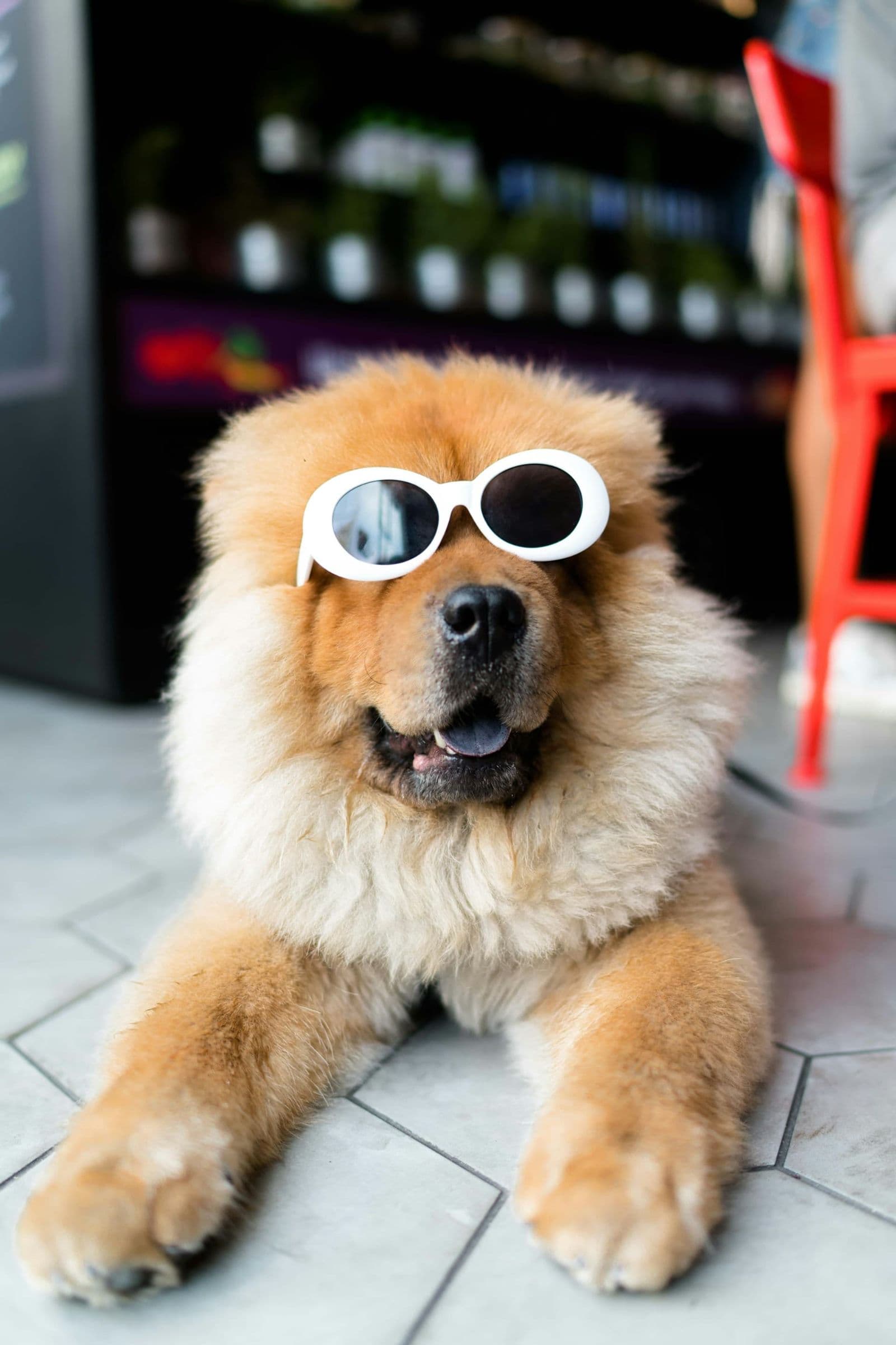 愛犬が腰を振る理由とは?その行動の原因と見極め方